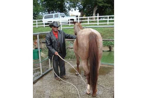 
                    Anthony "A.J." Johnson is renowned for his horse cleaning skills.
                                            (Eric Molinsky)
                                        
