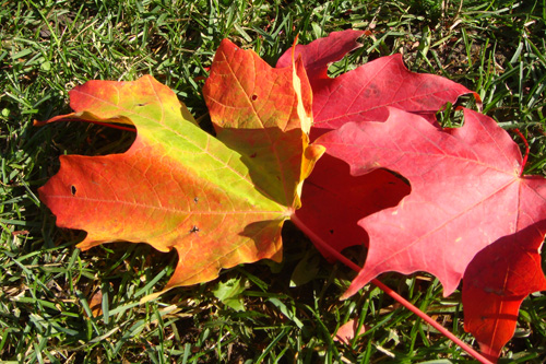 
                    Maple leaves in mid-color change.
                                            (Ochen Kaylan)
                                        