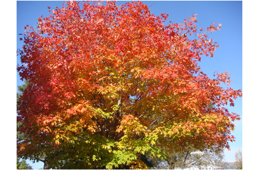 
                    A maple tree in full, fiery color.
                                            (Ochen Kaylan)
                                        