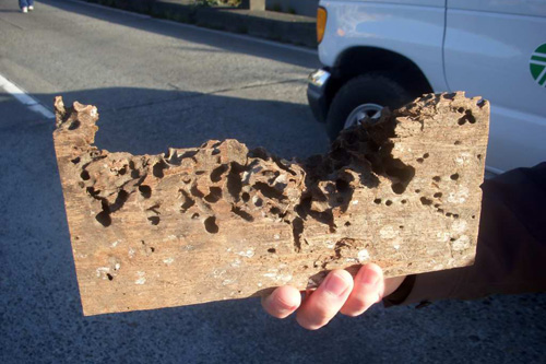 
                    This is a piece of the sea wall that has been devoured by Gribbles, an underwater worm that has been eating away at the base of the viaduct.
                                            (Jim Gates)
                                        