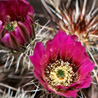 Cacti Flowers in California