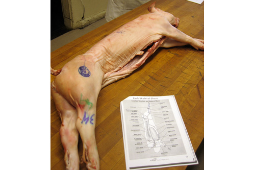 
                    A suckling pig and skeletal chart at Avedano's Butchery for Adults class.
                                            (John Jakubowski)
                                        