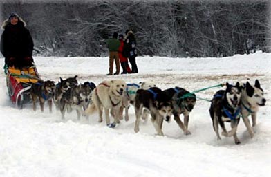 
                    Zoya DeNure and her dog team at the Sheep Mountain Lodge 150 sled dog race.
                                            (Zoya DeNure)
                                        