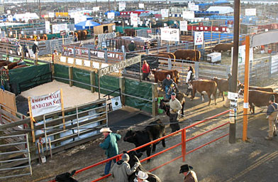 
                    The show is a sea of gates and stalls.
                                            (Anna Panoka)
                                        