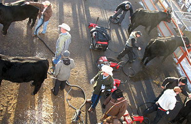 
                    Blow-driers help the livestock look their best.
                                            (Anna Panoka)
                                        