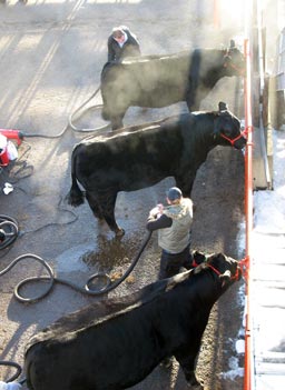 
                    Several bulls are dried off after they're cleaned.
                                            (Anna Panoka)
                                        