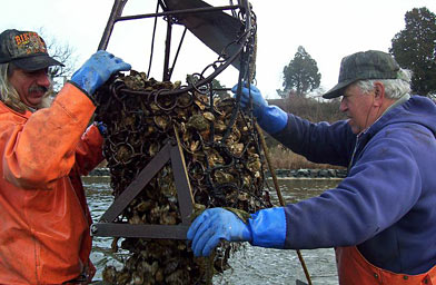 
                    Trossbach and Kevin emptying the dredge.
                                            (Lawrence Lanahan)
                                        