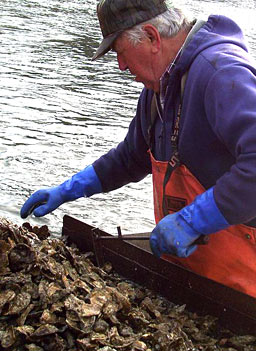 
                    Trossbach over the culling board with an oyster culling hammer. Notice the hammer has a notch at three inches.  Maryland regulations prohibit keeping oysters smaller than three inches wide.
                                            (Lawrence Lanahan)
                                        