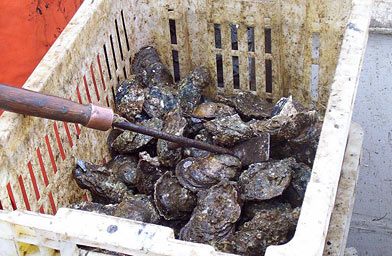 
                    Freshly caught oysters in a crate. Trossbach filled 10 of these that day and sold them to the oyster processing plant across the street from his house.
                                            (Lawrence Lanahan)
                                        