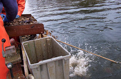 
                    Trossbach and Kevin push empty shells back into the water. This is important to Trossbach because he knows that baby oysters strike on the empty shells, and he often takes out a barge just to replenish the river with shells he gets from the oyster processing plant.
                                            (Lawrence Lanahan)
                                        