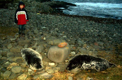 
                    The stony beaches on Fair Isle are often dotted with seals and other creatures of the sea. Henry spends a lot of his time outside of school exploring the beaches and learning about marine life.
                                            (Tommy Hyndman)
                                        