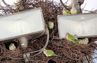 
                    The parrots have built their home in the flood lights above the sports field at Brooklyn College.
                                            (Steve Baldwin)
                                        