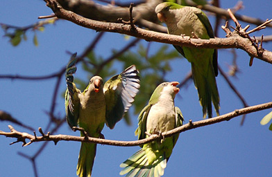 
                    The wild parrots of Brooklyn.
                                            (Steve Baldwin)
                                        