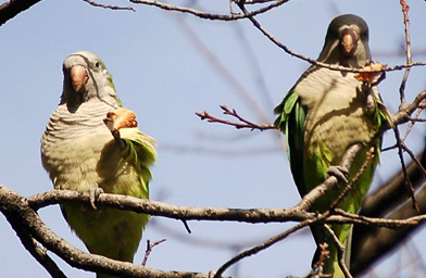 
                    Two Brooklyn parrots share a slice of pizza.
                                            (Steve Baldwin)
                                        