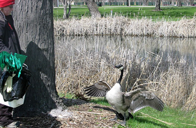 
                    A Canadian Goose raises its guard as a member of Wild Goose Chase approaches the nest in Garfield Park.
                                            (Alex Helmick)
                                        