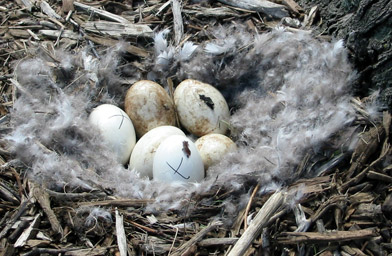 
                    An undisturbed nest in Garfield Park. To control the geese population, members of the Wild Goose Chase will cover each egg with corn oil to stop the eggs from developing. Only those with permits from the state can handle the eggs.
                                            (Alex Helmick)
                                        