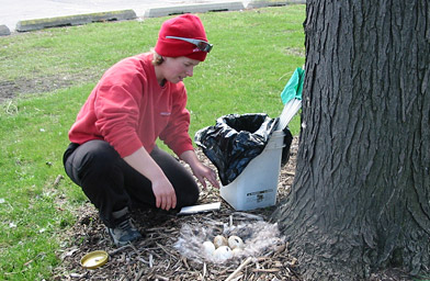 
                    A member of Wild Goose Chase sets up the materials to coat each egg with corn oil.
                                            (Alex Helmick)
                                        