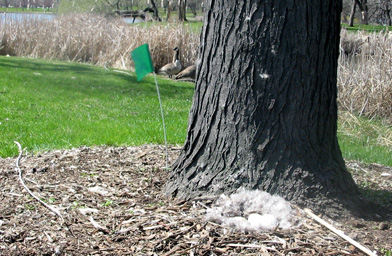 
                    After the eggs have been coated with the oil, the nest is tagged with a green flag.
                                            (Alex Helmick)
                                        