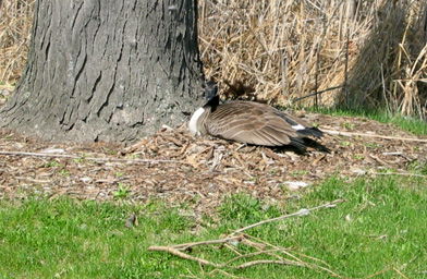 
                    A Canadian goose incubates her eggs.
                                            (Alex Helmick)
                                        