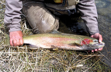 
                    Jeff Metcalf with a steelhead on the Salmon River in Idaho.
                                            (Scott Carrier)
                                        