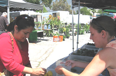 
                    Sydney Spencer sells avocados and lemons. She took over her grandmother's farm a year and a half ago.
                                            (Pat Loeb)
                                        