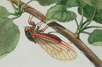 
                    A female periodical cicada (Magicicada septendecim) inserts eggs with her ovipositor into the under surface of an apple twig. (Enlarged two times)
                                        