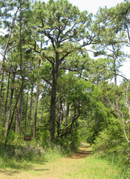 
                    There's a hiking trail on the east end of the Dauphin Island bird sanctuary.
                                            (Eve Troeh)
                                        