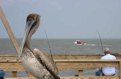 
                    Cedar Point fishing pier is by the bridge to Dauphin Island.
                                            (Eve Troeh)
                                        