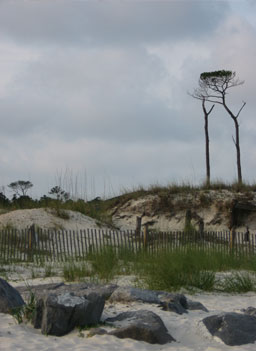 
                    A lone pine stands on Dauphin Island's public beach.
                                            (Eve Troeh)
                                        