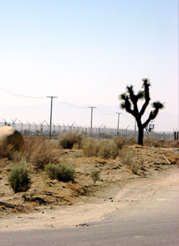 
                    Joshua trees are a favorite part of the landscape for locals, as well as for vacationers whizzing by.
                                            (Eve Troeh)
                                        