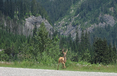 
                    On Leila Gould's weekend hike in Washington State, she was surprised to see a deer bouncing on four legs, as opposed to the two that kangaroos use.
                                            (Leila Gould)
                                        
