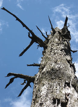 
                    Gould liked this photo of a dead tree.
                                            (Leila Gould)
                                        