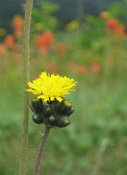 
                    This photograph of a dandelion is Gould's favorite of the series.
                                            (Leila Gould)
                                        