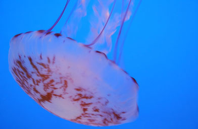 
                    The jellyfish at the Monterey Aquarium were slow-moving and well-lit, which was good news for Kristi Highum's camera.
                                            (Kristi Highum)
                                        