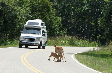 
                    The group feared for a mother deer, who was nursing her young right in the middle of the highway. The two scampered off in the next second.
                                            (Jessica Juriga)
                                        