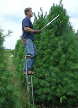 
                    Nattrass shears a 10 foot tall white pine tree.
                                            (Martin Wells)
                                        