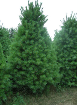 
                    A white pine before being sheared.
                                            (Martin Wells)
                                        