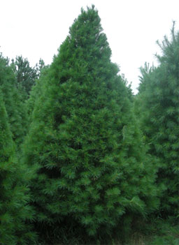 
                    The same white pine after being sheared.
                                            (Martin Wells)
                                        