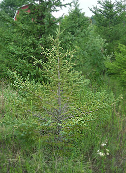 
                    A "Charlie Brown" tree.
                                            (Martin Wells)
                                        