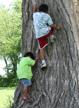 
                    Diego Luke and Carter McDonald show off their tree-climbing skills.
                                            (Dan Luke)
                                        