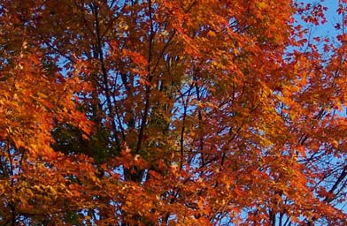 
                    A sugar maple in Ithaca, N.Y.
                                            (J. Robert Lennon)
                                        