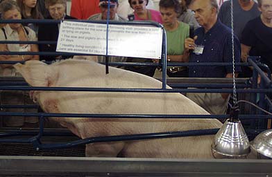 
                    A pig prepares to give birth.
                                            (Annie Baxter)
                                        