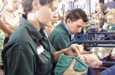 
                    A baby pig is handled with care.
                                            (Annie Baxter)
                                        