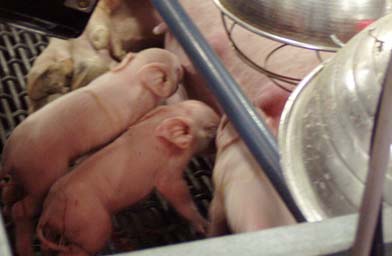 
                    Newborn piglets feast.
                                            (Annie Baxter)
                                        