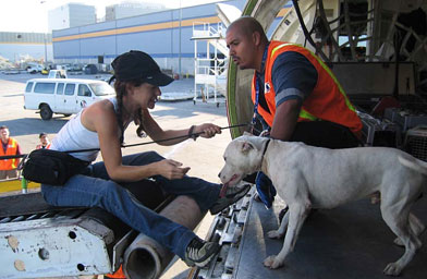 
                    Dr. Pia Salk went to New Orleans right after Katrina to help with animal rescue.  Here she is securing a fearful pit bull, who chewed out of a crate during a flight to Los Angeles.
                                            (Pia Salk)
                                        