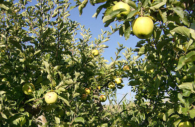 
                    These Golden apples are afflicted with "bitter pit," a calcium deficiency in the tree that causes red speckles. The apples taste fine but won't sell.
                                            (John Moe)
                                        