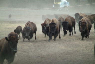 
                    A helicopter rounding up bison at Wind Cave National Park in South Dakota.
                                            (Long Haul Productions)
                                        