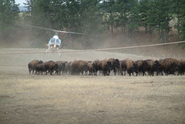 
                    A helicopter rounding up bison at Wind Cave National Park in South Dakota.
                                            (Long Haul Productions)
                                        