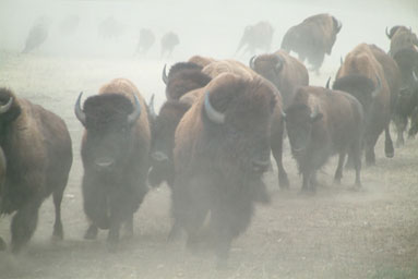 
                    Bison kicking up dust as they are rounded up at Wind Cave National Park in South Dakota.
                                            (Long Haul Productions)
                                        