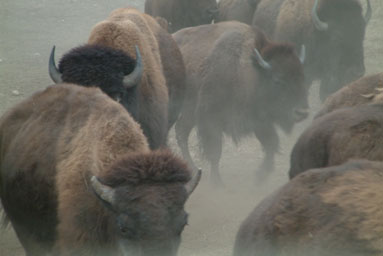 
                    A few of the nearly 400 bison at Wind Cave National Park in South Dakota.
                                            (Long Haul Productions)
                                        